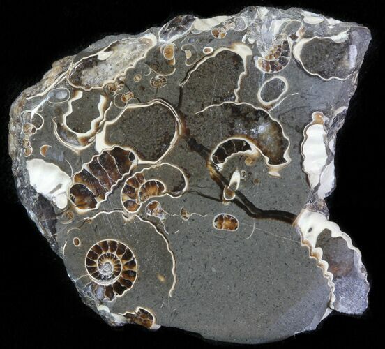 Polished Ammonite Fossil Slab - Marston Magna Marble #63820